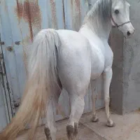 اسب