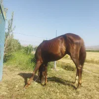 اسب نریان ۵ساله|اسب و تجهیزات اسبسواری|ارومیه, |دیوار