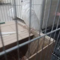 عروس هلندی|پرنده|شیراز, شهرک مهدیه|دیوار