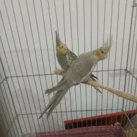 جوجه عروس هلندی