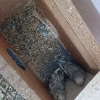 طوطی برزیلی مولد تضمینی بهترین نژاد|پرنده|اسلام‌‌آباد غرب, |دیوار