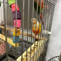 ۴ جفت گرینچیک|پرنده|شهریار, شهریار|دیوار