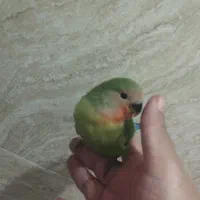 جوجه کوتوله