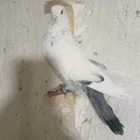 نردم سبز کاکل پیشونی