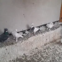 کبوتر لوطی شازده دم سفید پلاکی پراخ