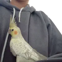 عروس هلندی|پرنده|ری, ظهیرآباد|دیوار