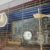 جفت قناری روی تخم|پرنده|سیرجان, |دیوار