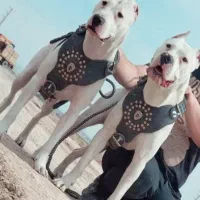 دوگو یاداگو ارژانتینو