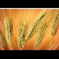 گندم بذری دیم