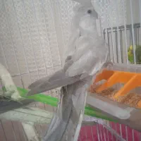 عروس هلندی معاوضه