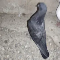 کفتر کبوتر جوجه کاکلی سرور و سینماش|پرنده|قم, هفت تیر|دیوار