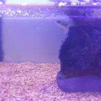 فروش ماهی چانا|ماهی|دامغان, |دیوار