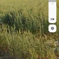 فروش ۱ دانگ از موتور اب کشاورزی