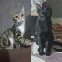گربه