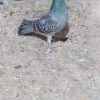 سبز|پرنده|شیروان (خراسان), |دیوار