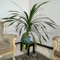 گل پاندانوس 7ساله