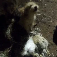 سگ پاکوتا دوعدد