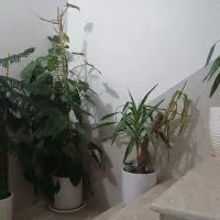 گل آپارتمانی 4 عدد