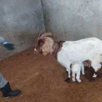 بز دو قلو|حیوانات مزرعه|شیروان (خراسان), |دیوار