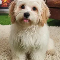 سگ خانگی عروسکی نژاد اصیل آموزش دیده