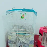 طوطی بزریلی همراه با قفس سالم و سلامت قیمت مناسب|پرنده|تهران, سهروردی|دیوار