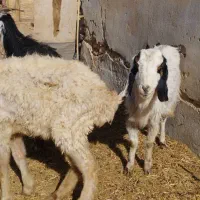 فروش شیشک و بز قیمت مناسب