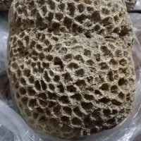 فسیل مرجان 100ساله