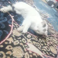 گمشده|حیوانات|یاسوج, |دیوار