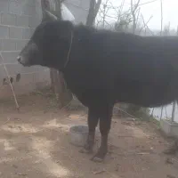 گاو شکم دار(گیل چالوسی)