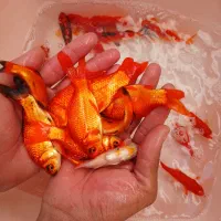 ماهی قرمز عمده ۳۵۰۰ت