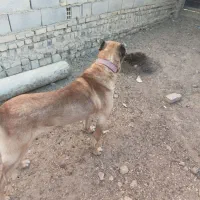 سگ سرابی اصل نترس