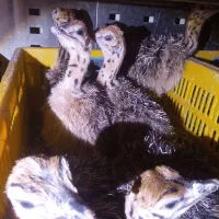 جوجه شترمرغ هچری