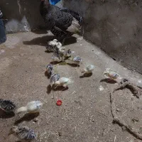 حیوانات مزرعه