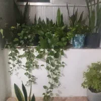همه نوع گل فروشی