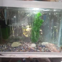 اکواریوم شیشه خم شرکتی نو