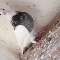 طوق
