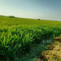 کود کامل مخصوص شلتوک