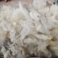پشم گوسفند تمیز و شسته