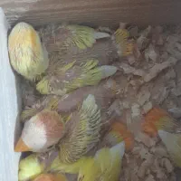 طوطی برزیلی با ۲ تا جوجه و کلیه وسایل|پرنده|لاهیجان, گلستان|دیوار