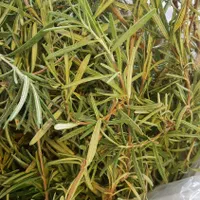 کاهو فرانسه بدون واسطه رشت|خوردنی و آشامیدنی|رشت, گلسار|دیوار