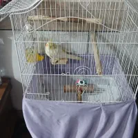 عروس هلندی لوتینو نر چشم شرابی|پرنده|لاران, |دیوار