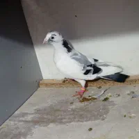 جفت پلنگ سبز . پرنده|حیوانات|گلبهار, شهر جدید گلبهار|دیوار