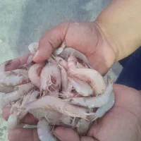 میگو و ماهی تازه صید امروز رسید