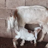 بز نجدی|حیوانات مزرعه|شادگان, |دیوار