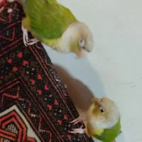 گرنچینگ و مرغ مینا