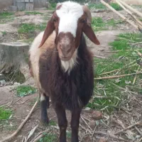 یک.عددقوچ.پلنگی.تخمی.