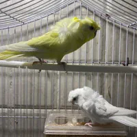 یک جفت مرغ عشق پروانه ای|پرنده|تهران, اکباتان|دیوار
