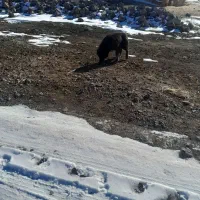 توله سگ محلی|سگ|هیر, |دیوار