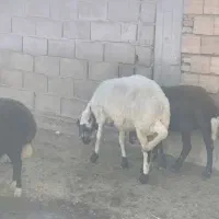 5عدد شیشک قوچ خورده اصل جنس بروجرد|حیوانات مزرعه|سیمین شهر, |دیوار