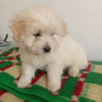 چهارقلاده توله سگ|سگ|سنندج, |دیوار